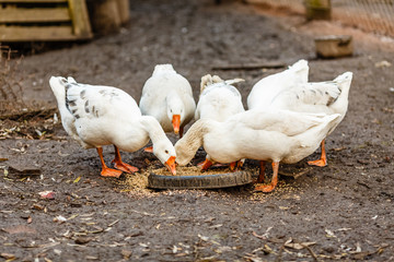 Белые гуси на домашнем подворье © vasilaleksandrov