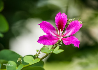 Obraz premium flower