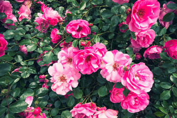 Blooming Pink Roses