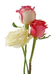 Obraz premium posy of multicolor roses close up isolated