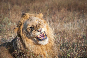 Growling male Lion.
