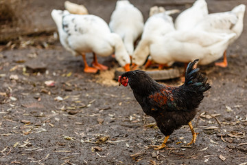 Белые гуси на домашнем подворье