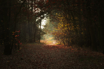 Jesienny poranek w lesie - obrazy, fototapety, plakaty