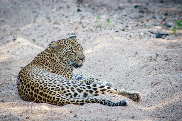 Leopard laying in the sand.