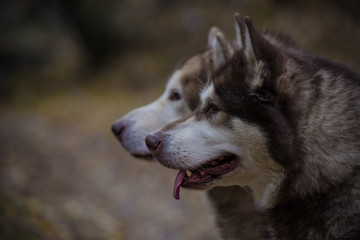 Portrait of dogs breed Alaskan Malamute on a background of yellow forest, autumn.