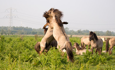 Konikpaarden © Michiel