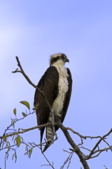 Bird osprey at Los Angeles River