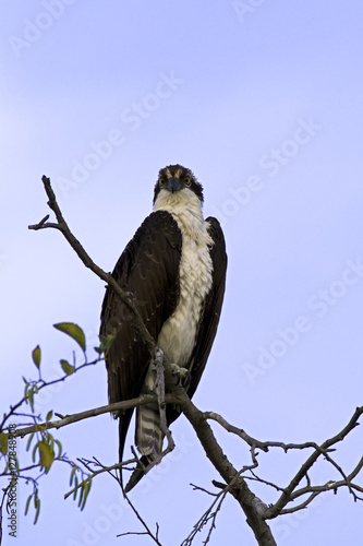 quot osprey bird of prey at perch high above los angeles river quot osprey bird of prey at perch high above los angeles river