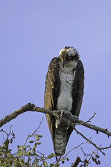 Bird of prey Opsrey at tree over looking Los Angeles River
