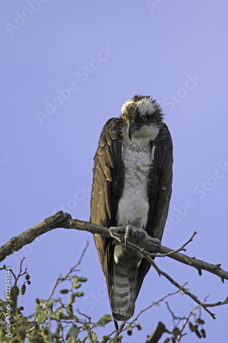 quot bird of prey opsrey at tree over looking los angeles quot bird of prey opsrey at tree over looking los angeles