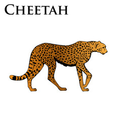 colored cheetah illustration