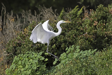 Bird Great Egret landing at Los Angeles lake