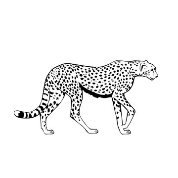 black and white cheetah vector illustration