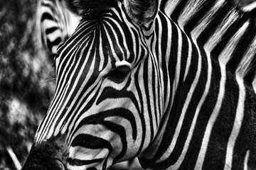 Obraz na płótnie Canvas Zebra Close Up