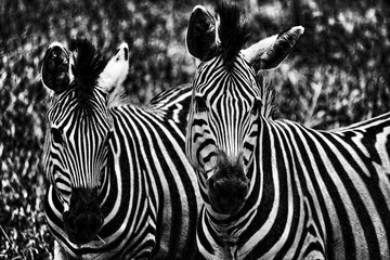 Fototapeta na wymiar Zebra Twins