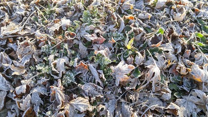 Frost on Grass and Leaves
