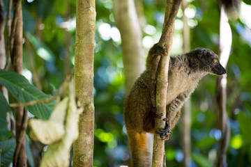 Female White-fronted Lemur, Eulemur albifrons, watching the photographer, Nosy Mangabe, Madagascar