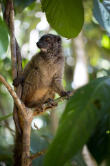 Female White-fronted Lemur, Eulemur albifrons, watching the photographer, Nosy Mangabe, Madagascar