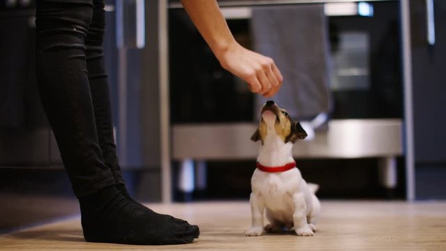 4K Puppy reaching for treats from owners hand, in slow motion