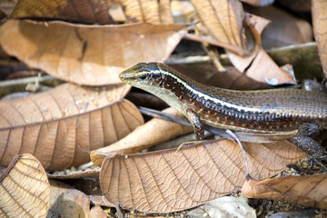 strong lizard Madagascar girdled lizard, Zonosaurus madagascariensis, Nosy Mangabe, Madagascar
