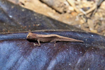 Peyrieras' pygmy chameleon, Brookesia peyrierasi, Nosy Mangabe, Madagascar