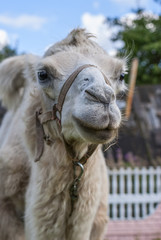 Obraz premium White camel on the green grass 