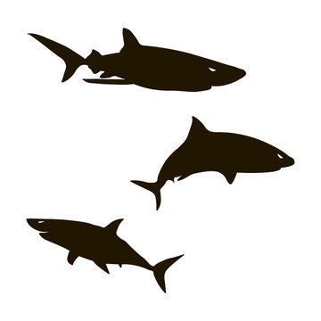 Shark icon vector illustration
