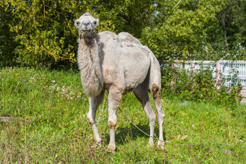 Obraz na płótnie Canvas White camel on the green grass 