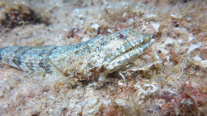 oceanic fish