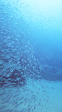 bank os fish