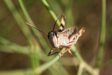 Grasshopper - 127852727