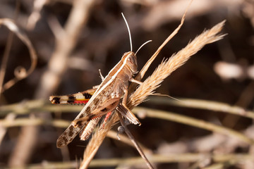 Grasshopper - 127852750