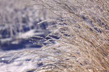 frozen field in winter