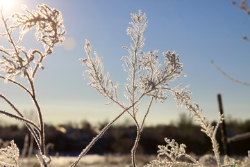 fresh frost on branches