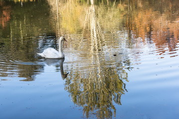 Naklejka na ściany i meble Duck on the lake and tree shadow on the lake
