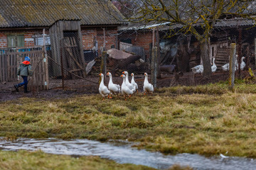 Домашние гуси на подворье © vasilaleksandrov