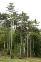 Fototapeta premium Beautiful green forest trees