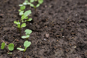 Young rockets in the garden, rucola sprouts in the farmer‘s field, agriculture and healthy meal concept