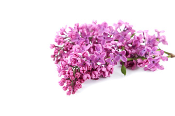 Blooming lilac flowers isolated on a white