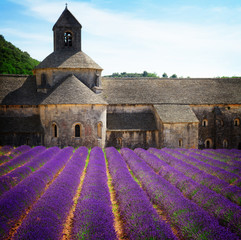 Abbey Senanque building and blooming Lavender field close up , France, retro toned
