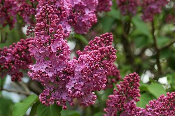 Blooming lilac flowers in the garden, outdoors