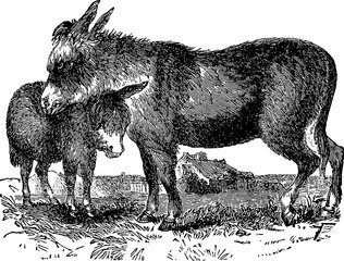 Vintage picture donkey