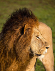 A profile of a large male lion looking right