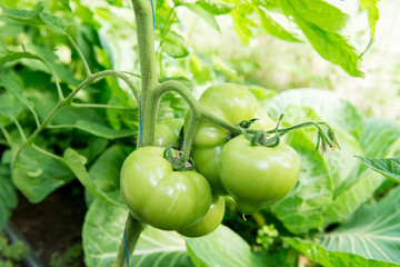 Growing tomatoes in the greenhouse. The technology of drip irrigation in greenhouse.