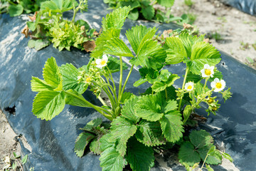 The image of green bushes of a strawberry. Planting strawberry bushes technology in agriculture.