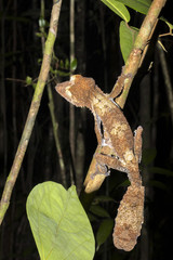 Obraz premium Fat-tail Gecko Uroplatus fimbriatus, Nosy Mangabe, Madagascar