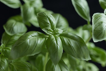 Basil leafs on the dark background. Green leaves closeup. Aromatic ingredient in culinary, raw for beverage and dishes. Traditional Italy spice for pasta, pizza, salads. Macro. 