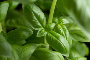 Basil leafs on the dark background. Green leaves closeup. Aromatic ingredient in culinary, raw for beverage and dishes. Traditional Italy spice for pasta, pizza, salads. Macro. 