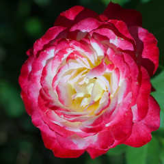 Rose with multicolored petals. Square