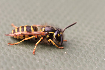 Echte Wespe auf einer grünen Abdeckplane